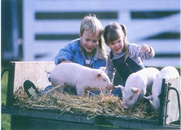 室內采暖系統(熱水伴熱,養殖采暖,太陽能伴熱)